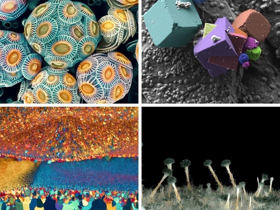 Concurso de imágenes de microscopía de ZEISS 2021