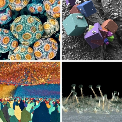 Concurso de imágenes de microscopía de ZEISS 2021